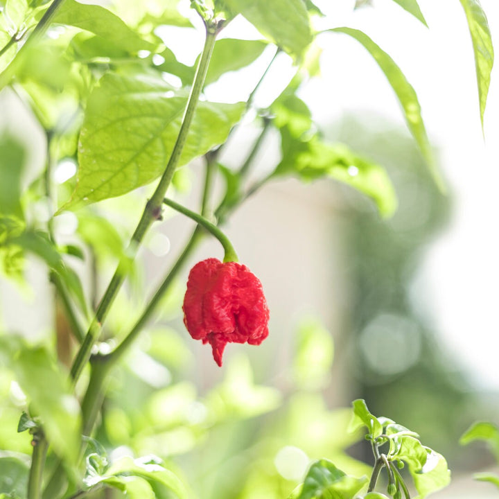 Carolina Reaper Pepper