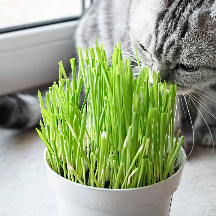 Cat Grass