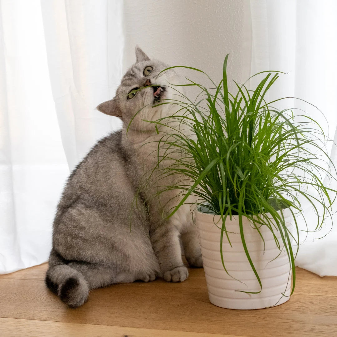 Cat Grass