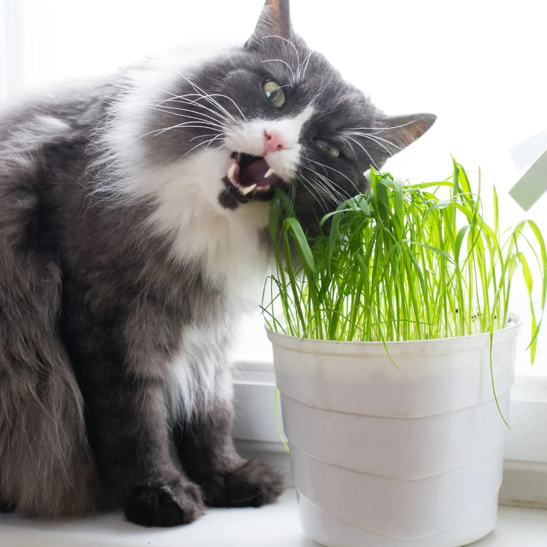 Cat Grass