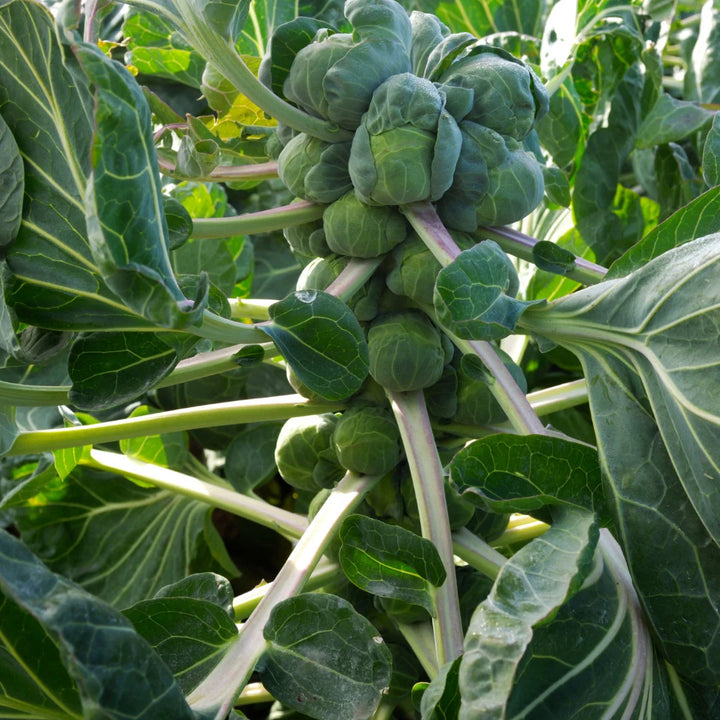 Catskill Brussel Sprouts