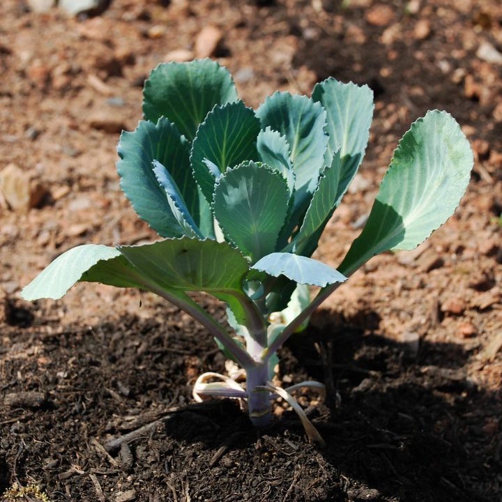 Catskill Brussel Sprouts