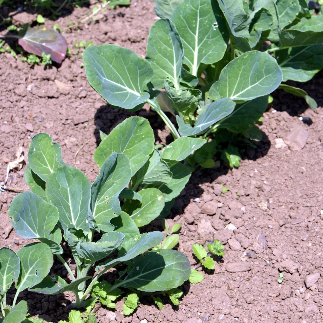 Catskill Brussel Sprouts