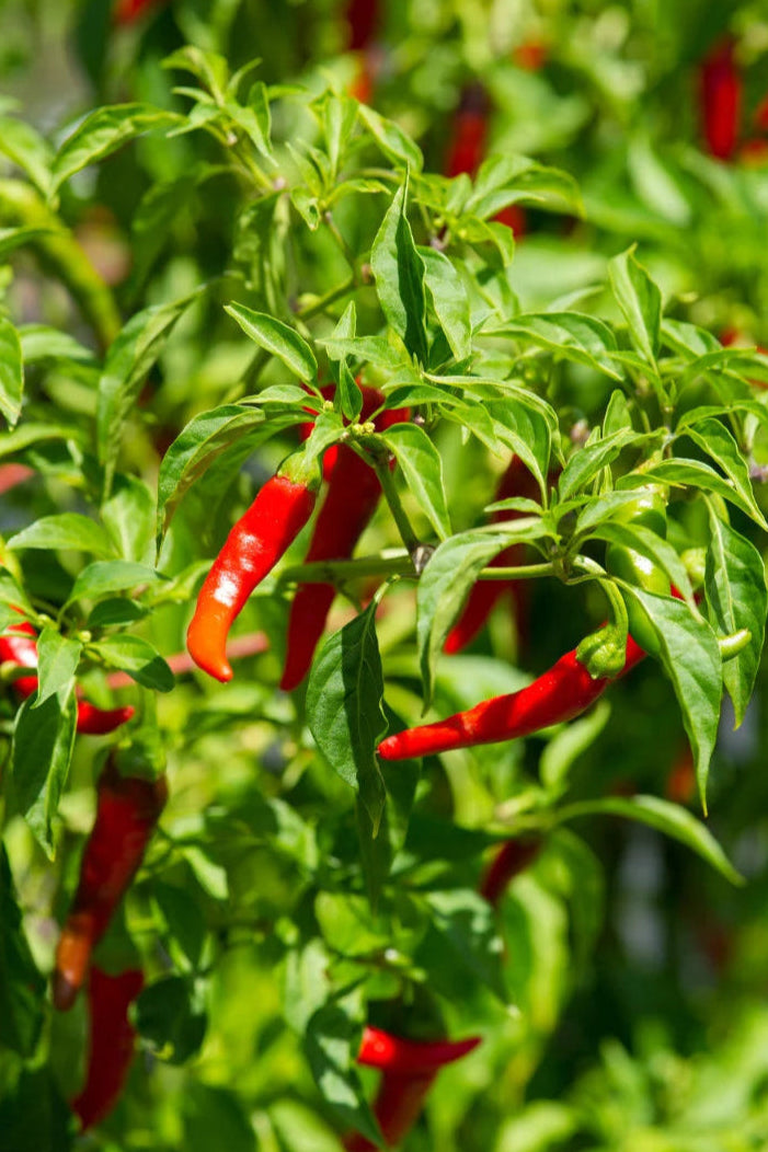 Cayenne Pepper