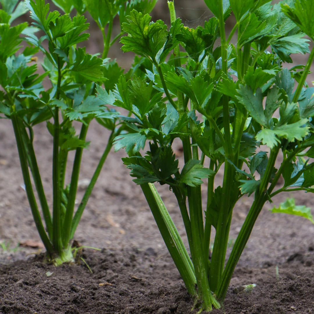 Tango Organic Celery