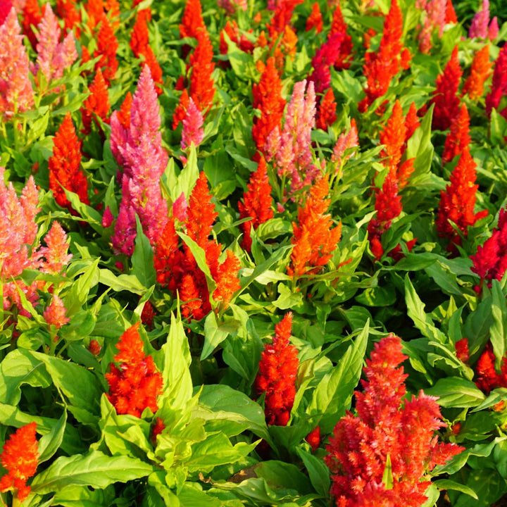 Celosia Plumosa Mix