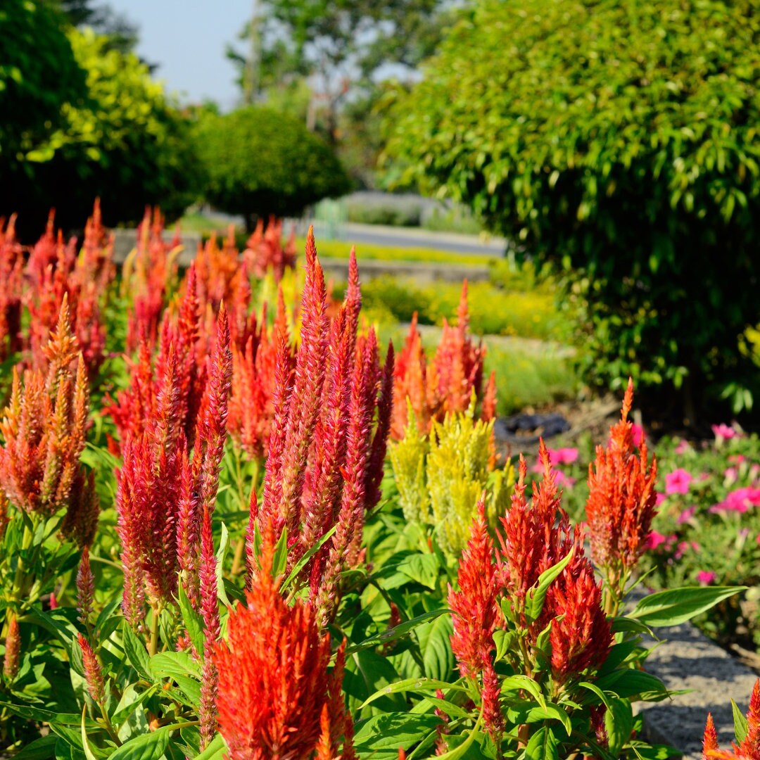 Celosia Plumosa Mix