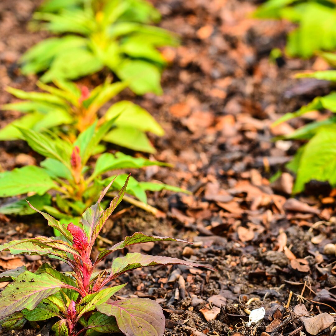 Celosia Plumosa Mix