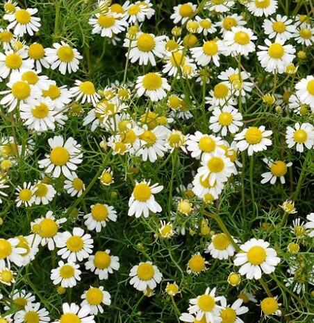 Chamomile