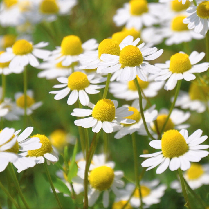 Chamomile