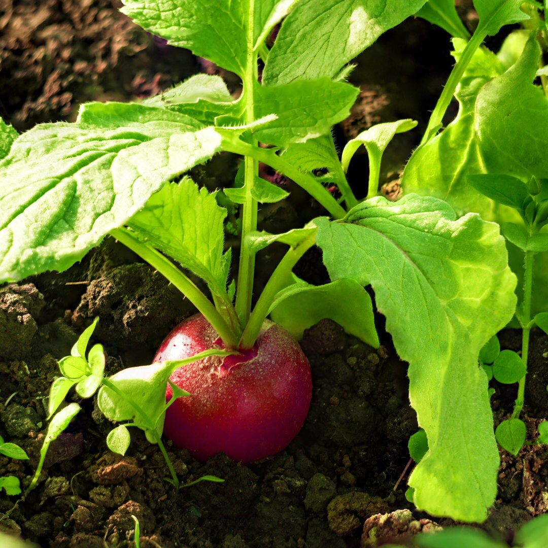 Cherry Belle Radish