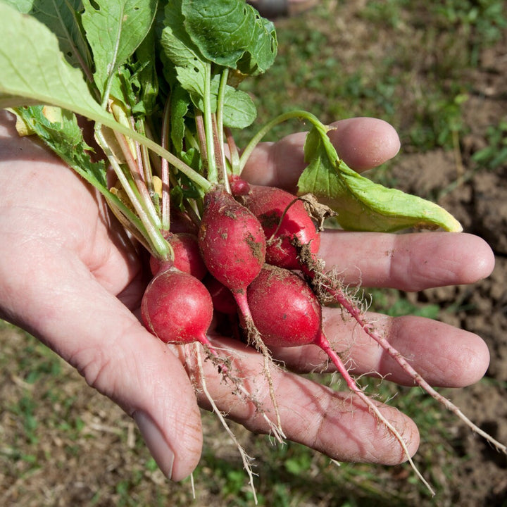 Cherry Belle Radish