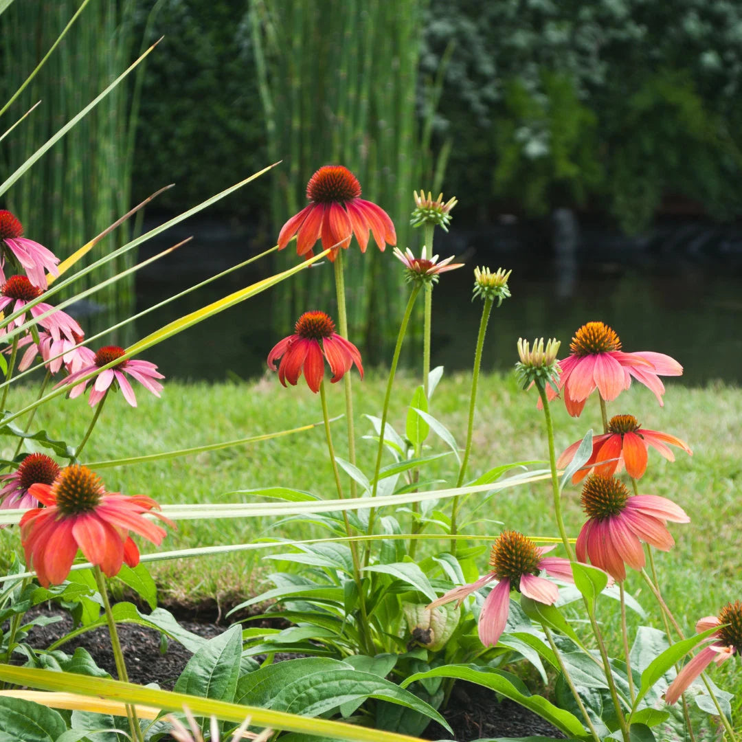 Echinacea Cheyenne Spirit