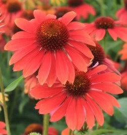 Echinacea Cheyenne Spirit