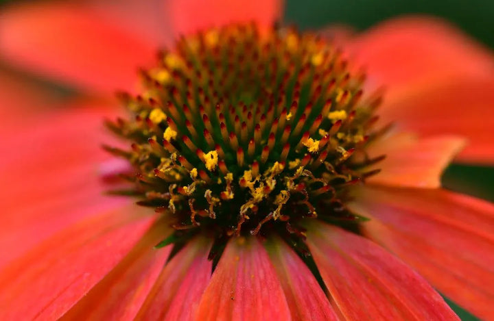 Echinacea Cheyenne Spirit