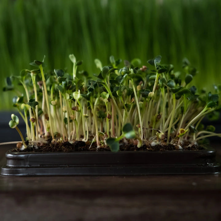 Raddichio/Chicory/Endive Microgreen Blend