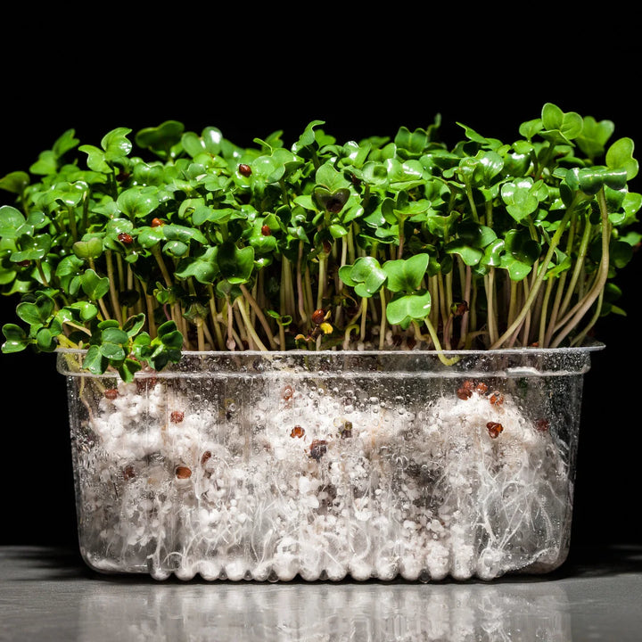 Raddichio/Chicory/Endive Microgreen Blend