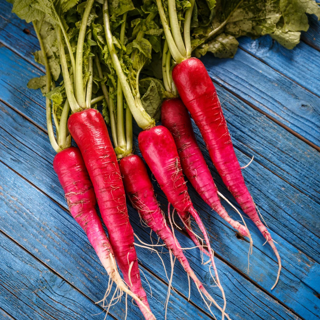 China Rose Radish