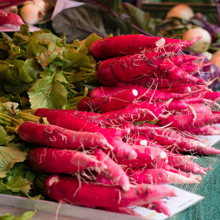 China Rose Radish