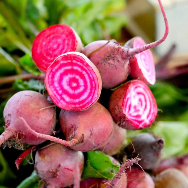 Chioggia/ Candy Cane Beet