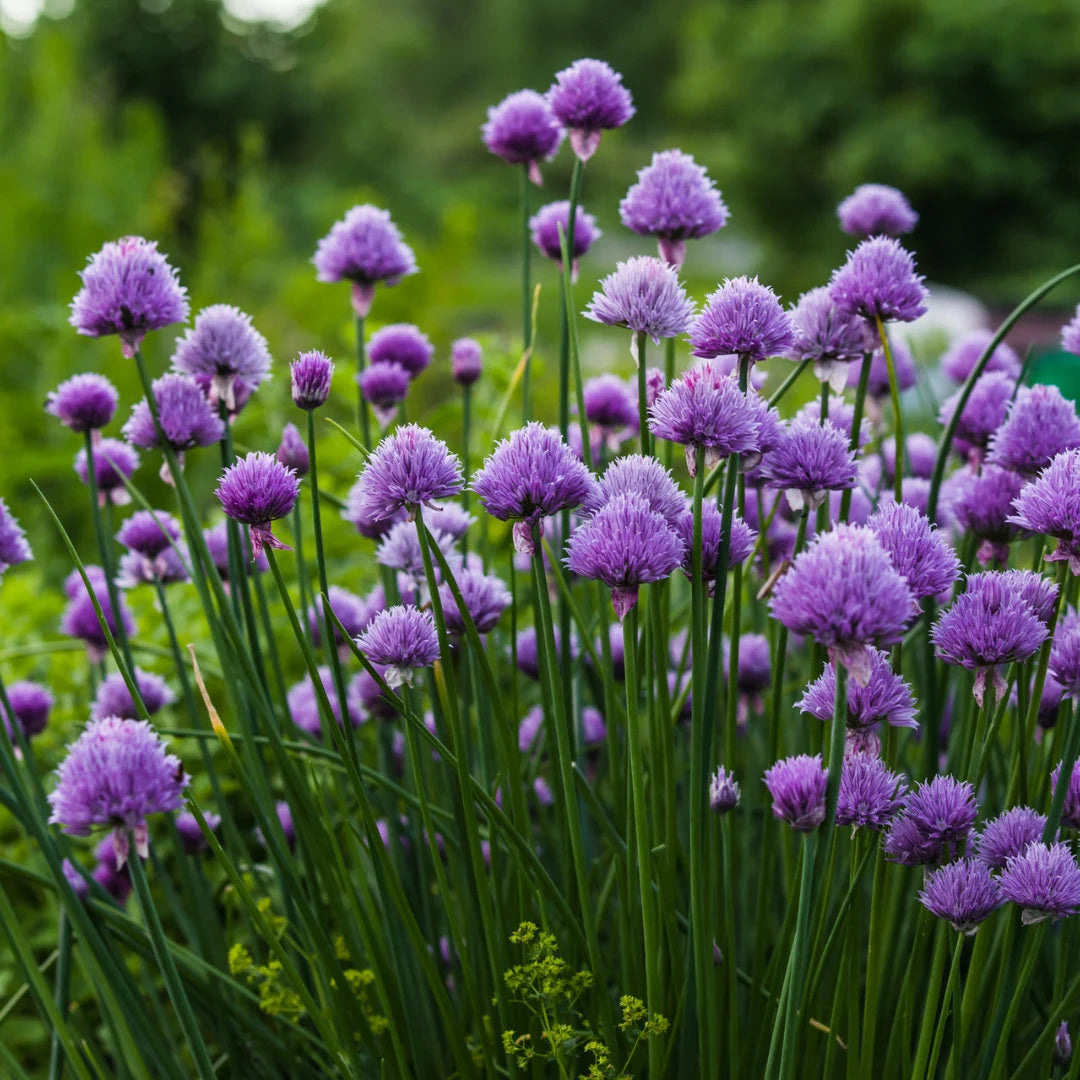 Chives