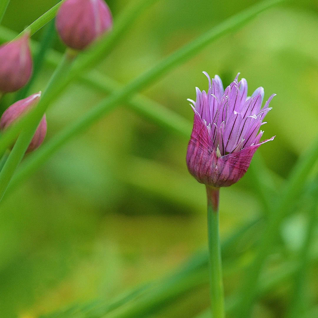 Chives