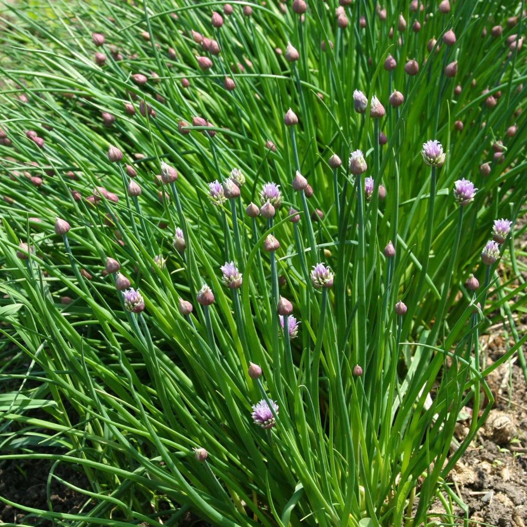 Chives