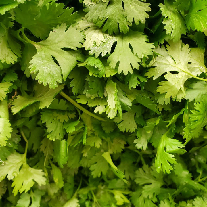 Longstanding Heirloom Cilantro