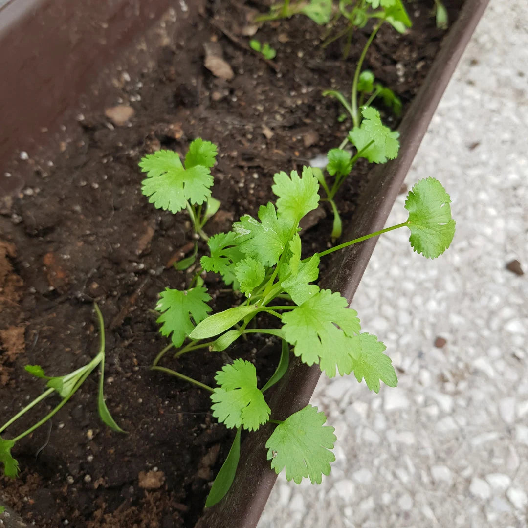 Longstanding Heirloom Cilantro