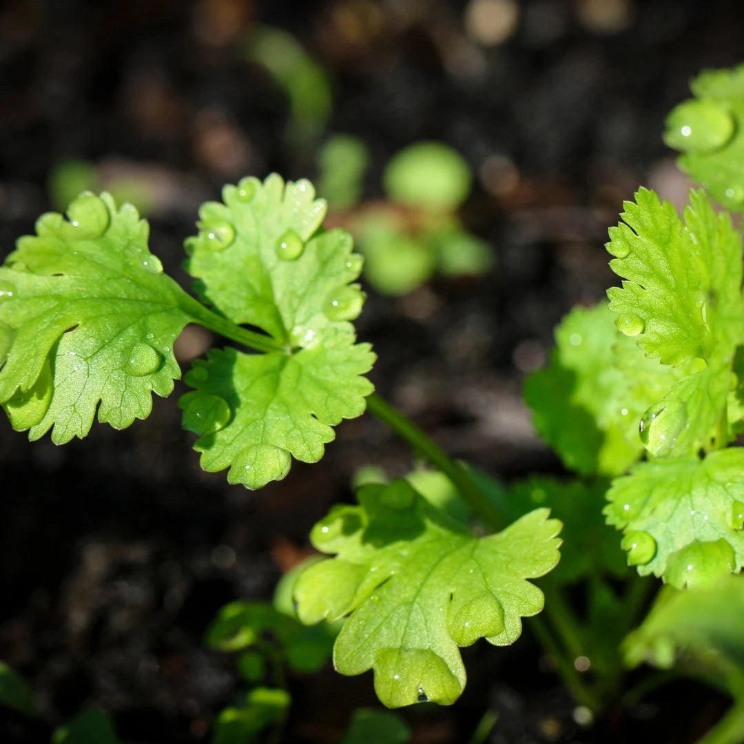 Longstanding Heirloom Cilantro