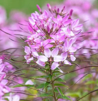 Cleome- Spider Flower