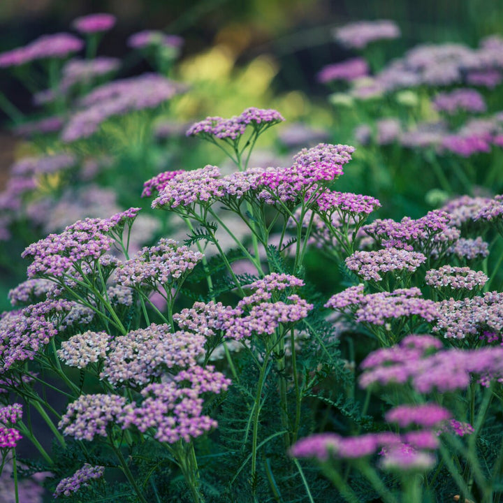 Colorado Mix Yarrow