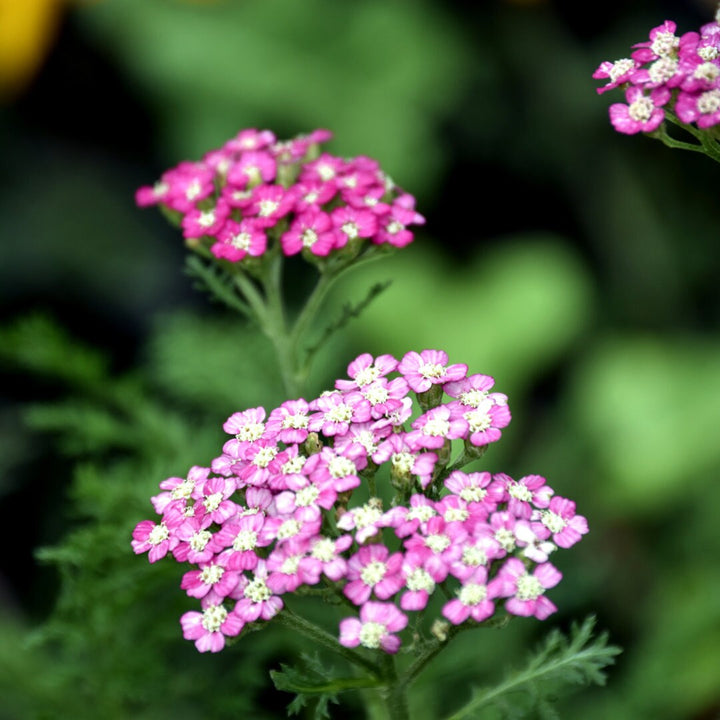 Colorado Mix Yarrow