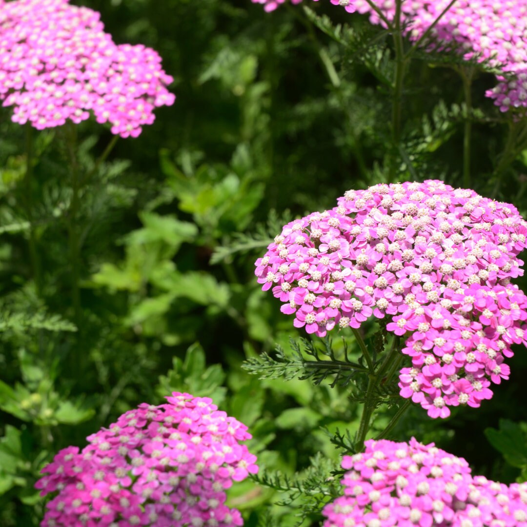 Colorado Mix Yarrow