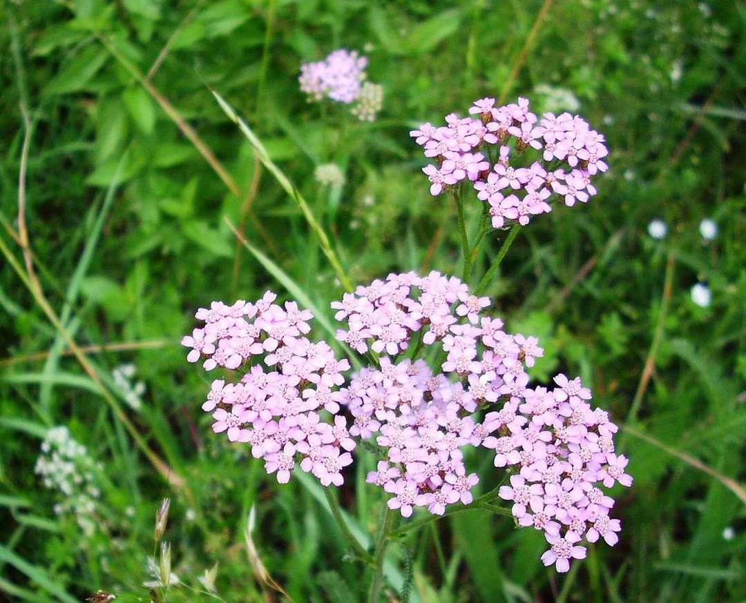 Colorado Mix Yarrow