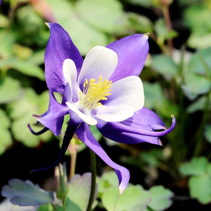 McKana's Giant Columbine