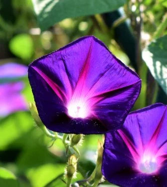 Common Morning Glory Mix