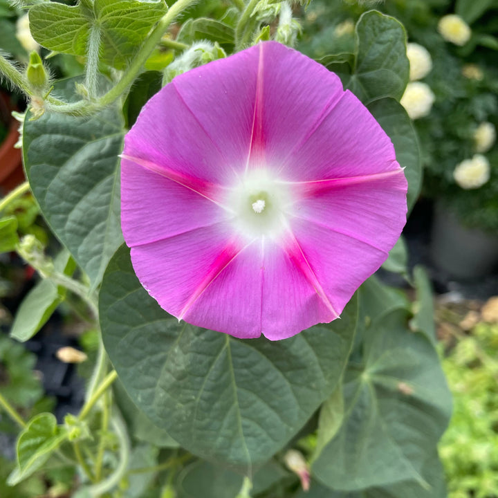 Common Morning Glory Mix