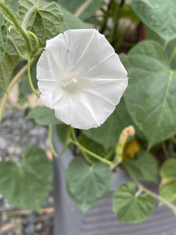 Common Morning Glory Mix