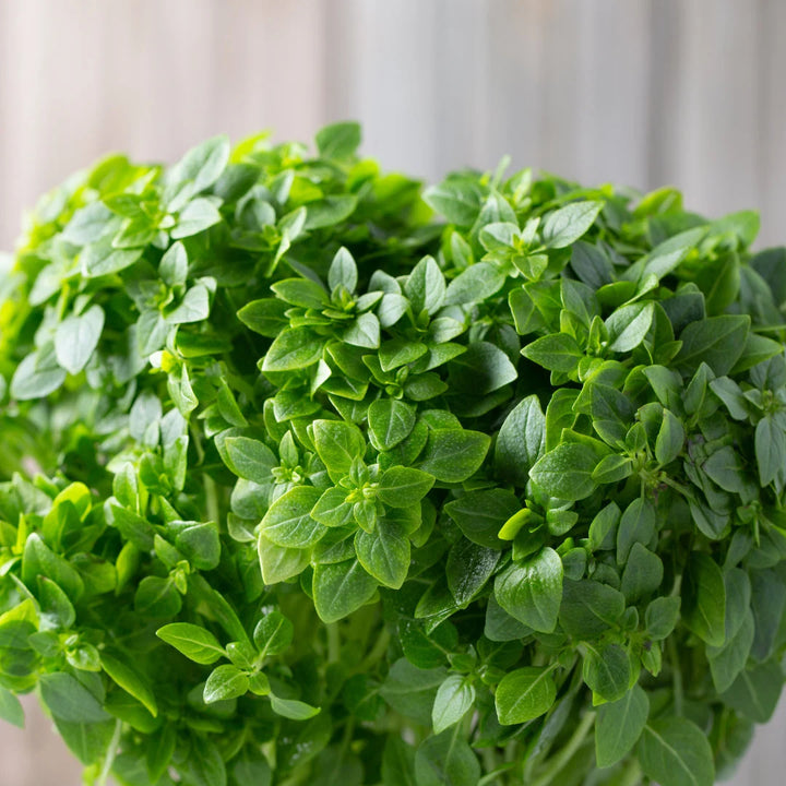 Compact Basil