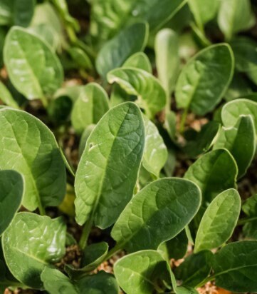 Countryside Spinach