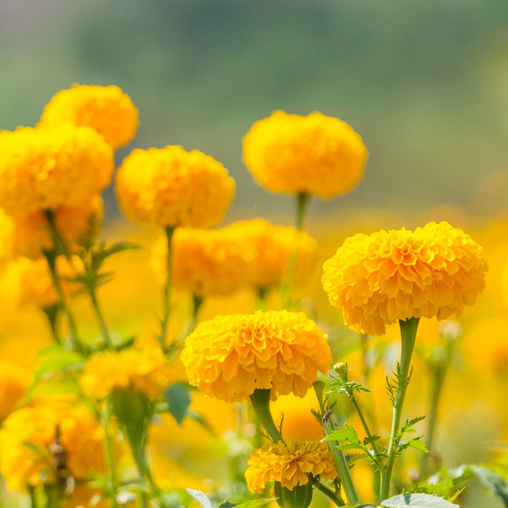 Crackerjack Marigold Mix