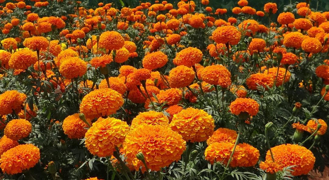 Crackerjack Marigold Mix