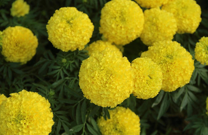 Crackerjack Marigold Mix