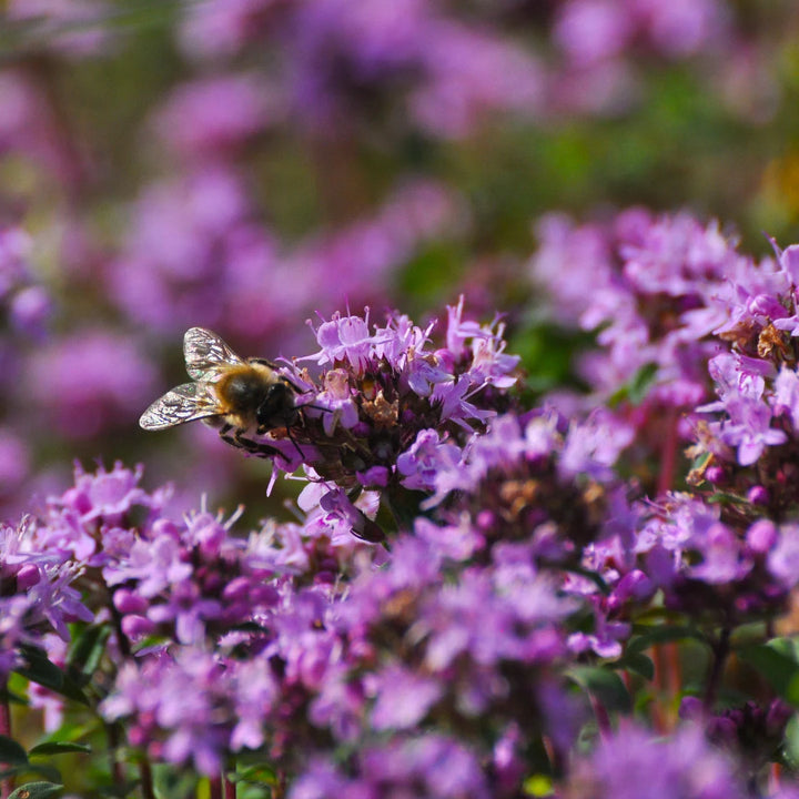 Creeping Thyme