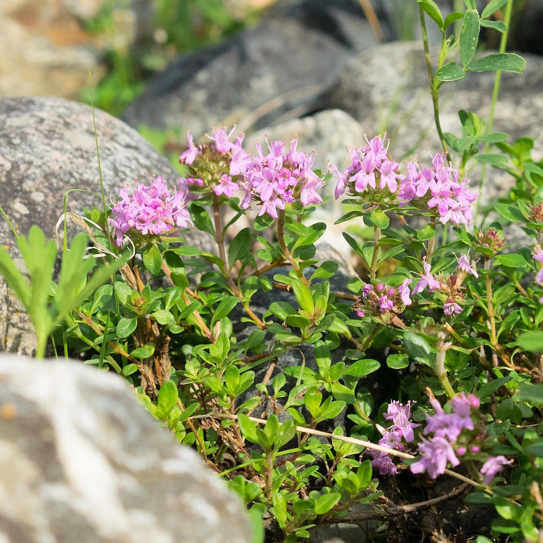 Creeping Thyme