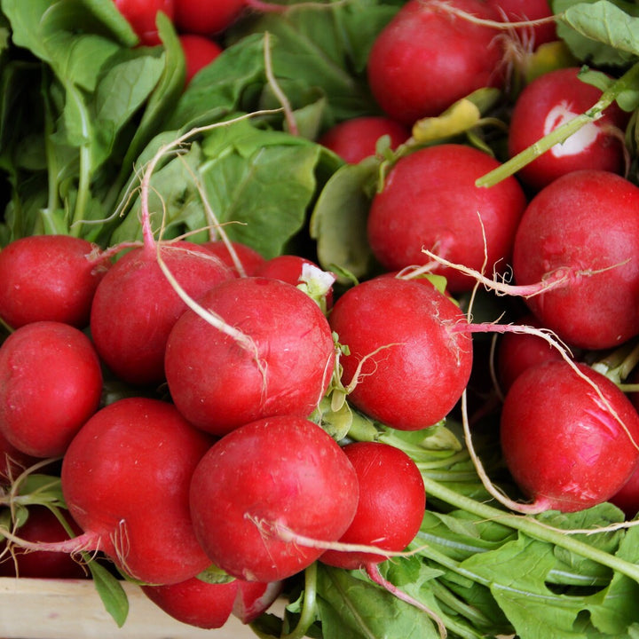 Crimson Giant Champion Radish