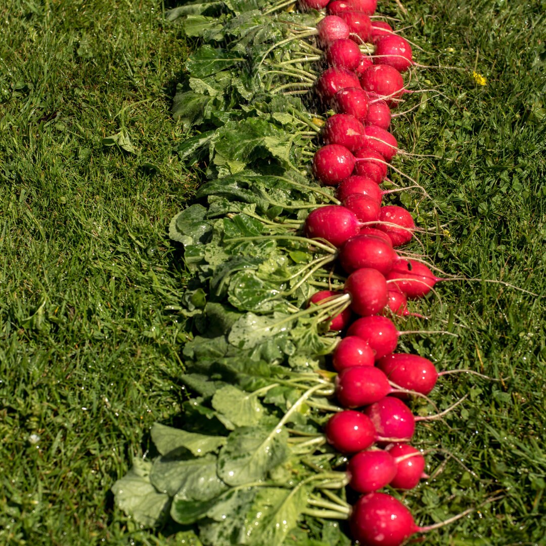 Crimson Giant Champion Radish