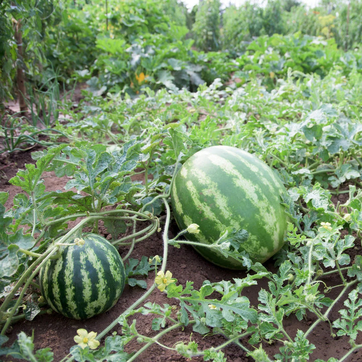 Crimson Sweet Watermelon