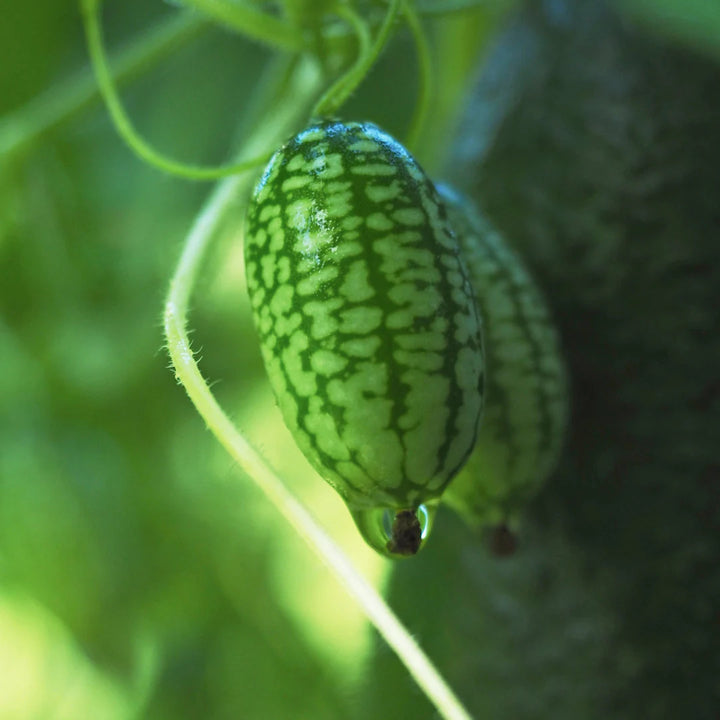 Cucamelon